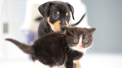 Fees vir honde en katte