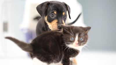 Fees vir honde en katte