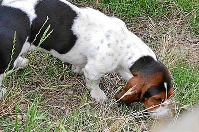 Opvolg: Beloning vir terugvind van honde