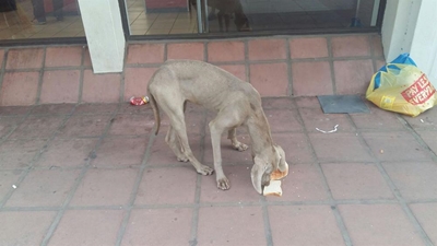 Erg verwaarloosde hond skok