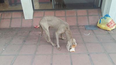 Erg verwaarloosde hond skok