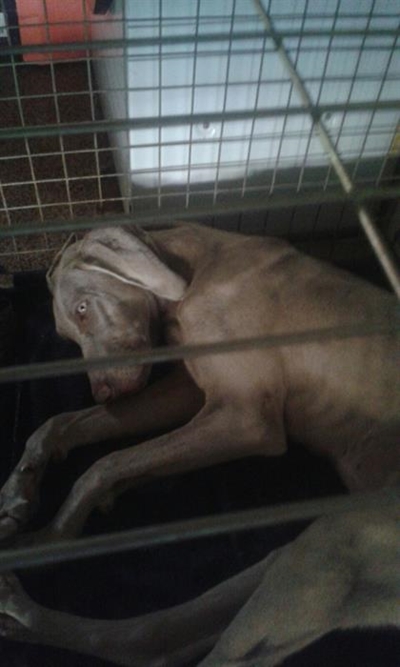 Eienaar van hond moet na vore kom