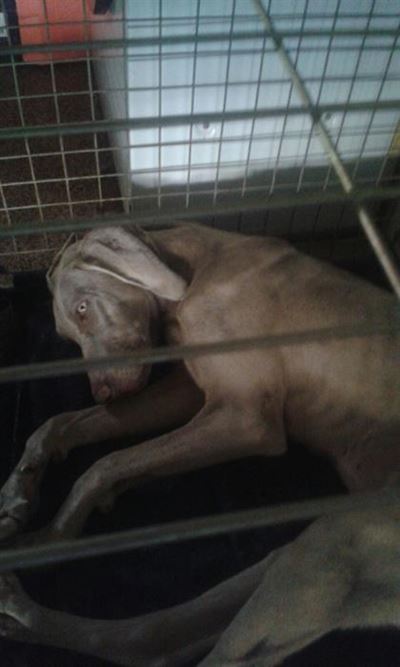 Eienaar van hond moet na vore kom