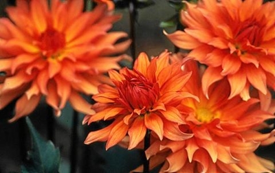 Wrapping up on Dahlias