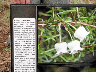 Green Fingers vaar die bos in