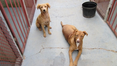 Honde vir aanneming