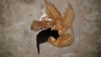 Babakatjies weggegooi in boks