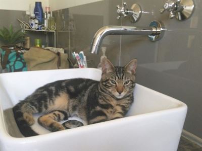 Beloning vir terugvind van geliefde kat