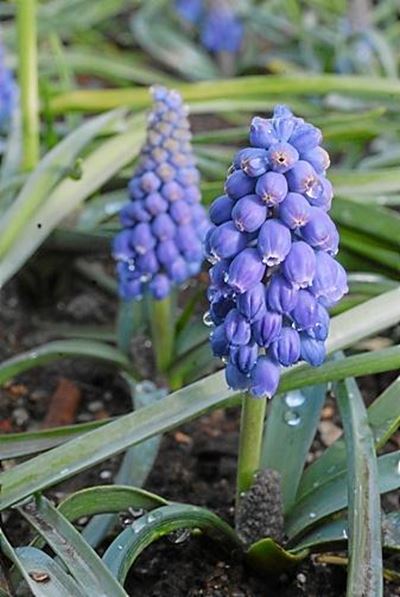 Muscari - from edible delicacy to river of dreams