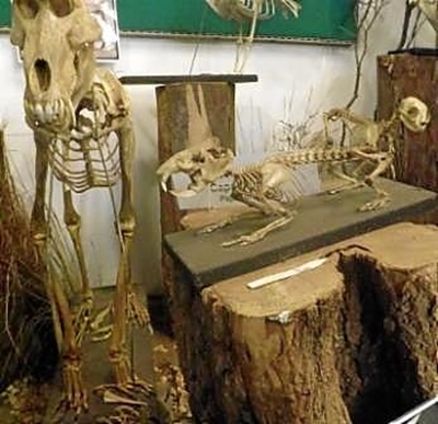 Albertinia Museum se geheime