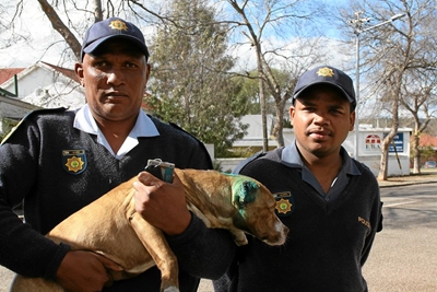 Pitbull in ruil vir Tik