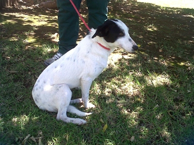 Gesin opsoek na liefling-hond