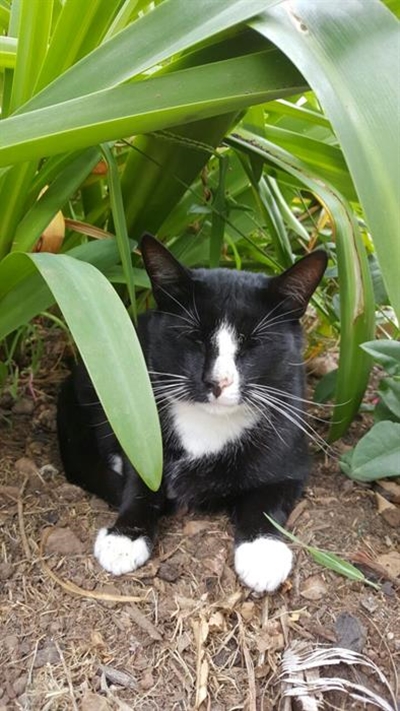 Geliefde kat soek goeie huis