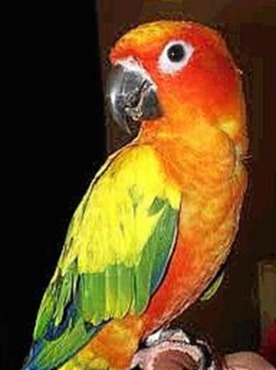 'Sun Conure' papegaai verlore