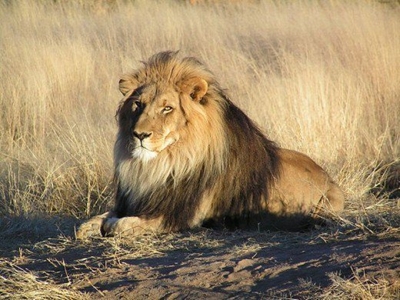 Poachers become lunch for lions