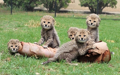 New cheetah babies at Ranch