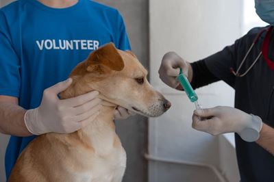 Annual Animal Rabies Welfare Day