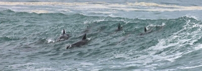 Surfing and socialising