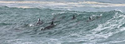 Surfing and socialising