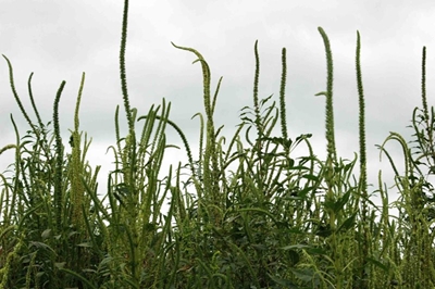 Emergency eradication plan for Palmer amaranth weed