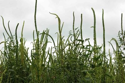 Emergency eradication plan for Palmer amaranth weed