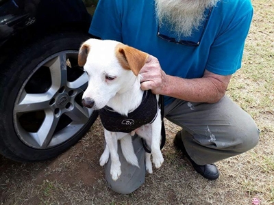  Dog wearing jacket found on N2