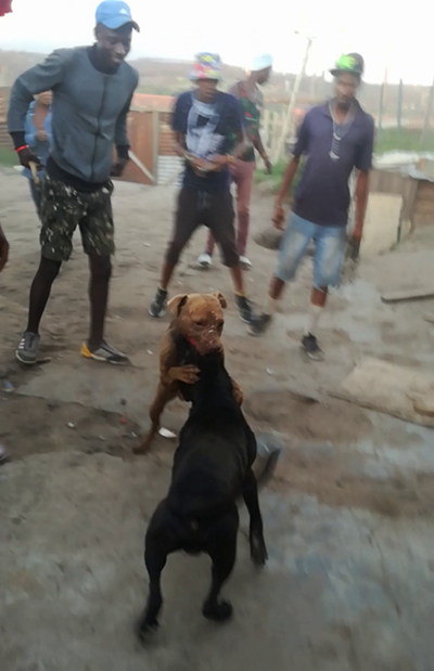 Dogfighters in court 