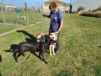 Walk a dog or cuddle a cat at SPCA