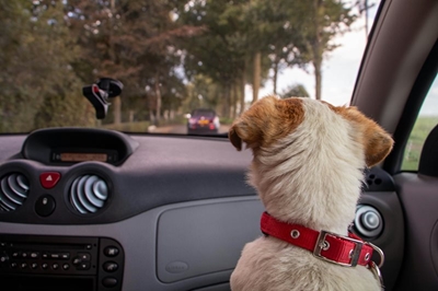 Don't leave your pets in cars