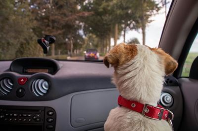 Don't leave your pets in cars
