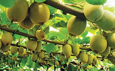 Well-managed soil: The key to high-yielding gold kiwifruit