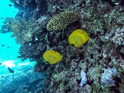 Egypt’s rebounding tourism threatens Red Sea corals