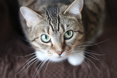 Spike in cats hit by cars