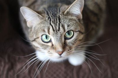 Spike in cats hit by cars