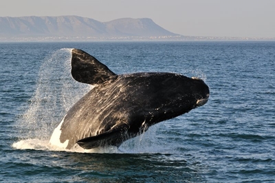 Best whale watching spots in South Africa 