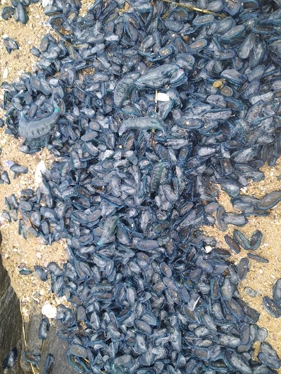 Bloublasies spoel uit op Heroldsbaai strand  