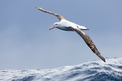 HPAI virus suspected to have reached Marion Island