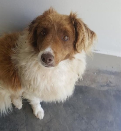 Adopt a pet from the SPCA