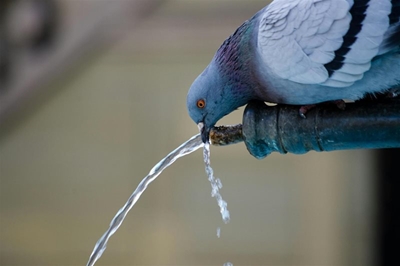 Low water pressure – George CBD