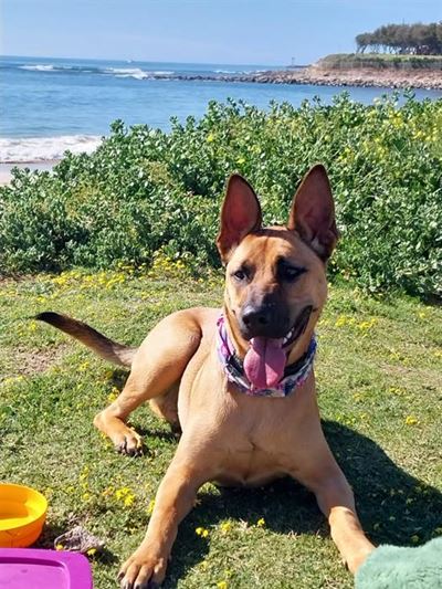Entries open for the yearly dog show