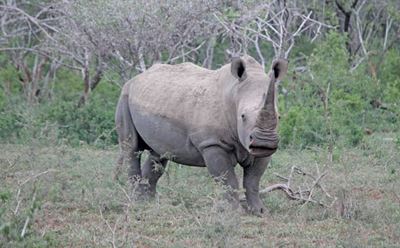 Two men appear for possession of 167 rhino horns