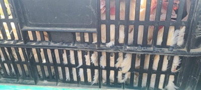 No chickening out on legal animal transportation