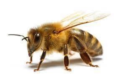 Beekeeping farmers' day in Albertinia