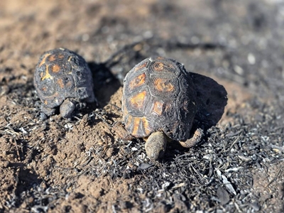 MOSSEL BAY FIRES: SPCA finds hundreds of dead animals