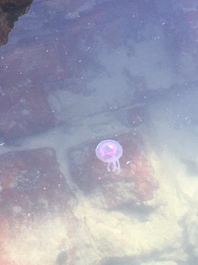 Jellyfish seem to have left