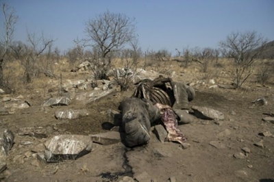 3 Kruger Park rangers arrested for alleged rhino poaching