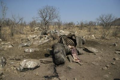 3 Kruger Park rangers arrested for alleged rhino poaching