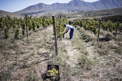 SA wine ‘paradise’ finds success by going its own way