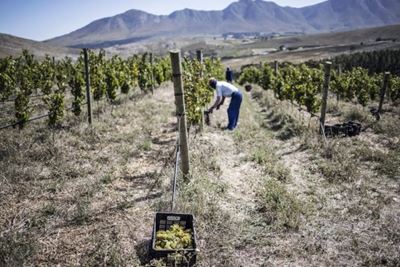 SA wine ‘paradise’ finds success by going its own way