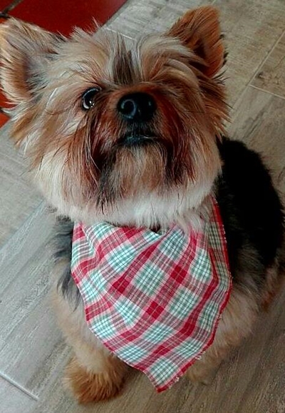 Barks aplenty and much family fun